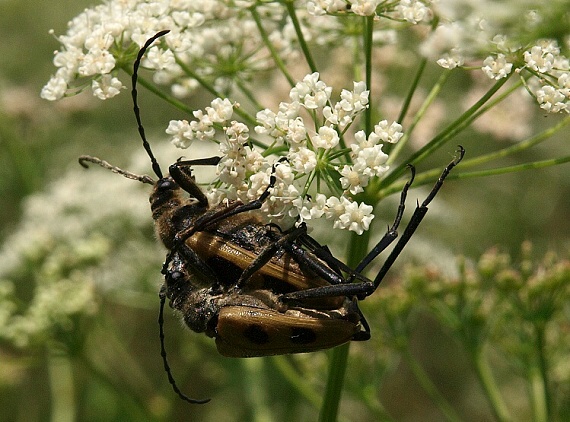 fúzač Pachyta quadrimaculata