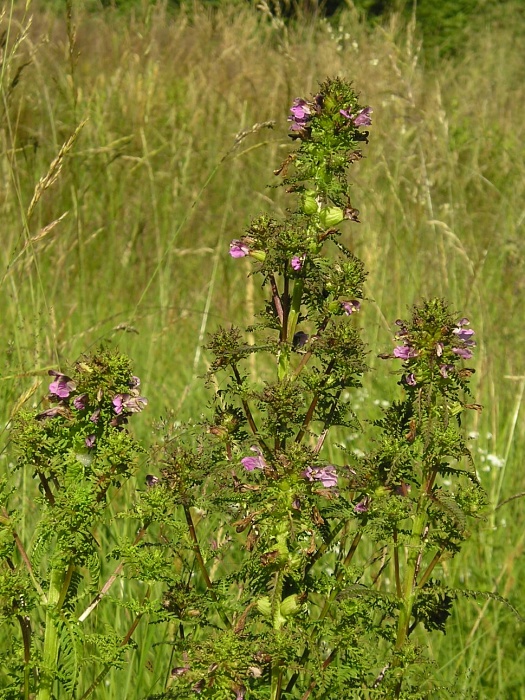 všivec močiarny Pedicularis palustris L.