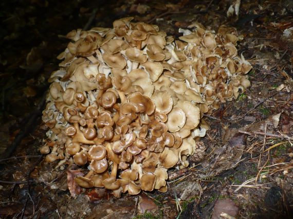 trúdnik klobúčkatý Polyporus umbellatus (Pers.) Fr.