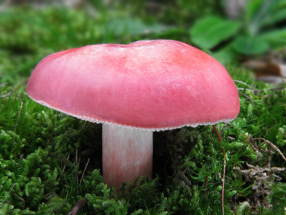 plávka úhľadná Russula rosea Pers.