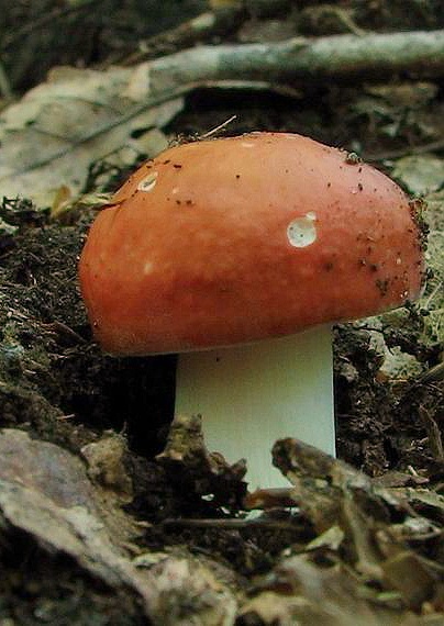 plávka Russula sp.