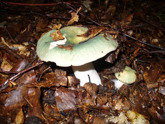 plávka zelenkastá Russula virescens (Schaeff.) Fr.