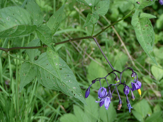 ľúlok sladkohorký Solanum dulcamara L.