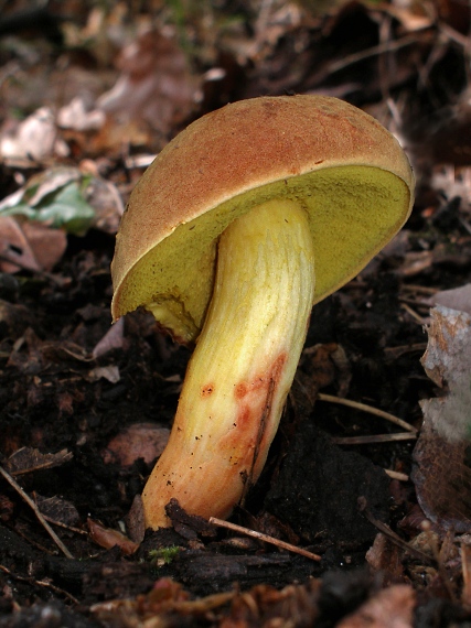 suchohríb plstnatý Xerocomus subtomentosus L.