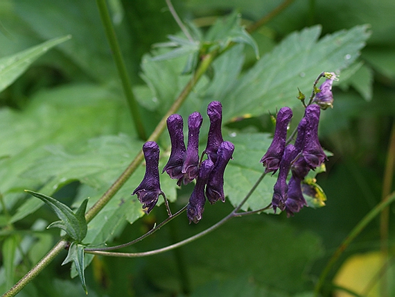 prilbica moldavská Aconitum moldavicum Hacq. ex Rchb.