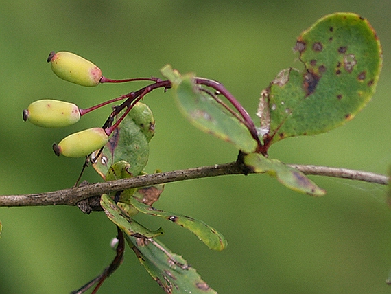 dráč obyčajný Berberis vulgaris L.