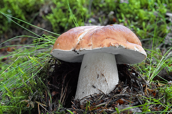 hríb smrekový Boletus edulis Bull.