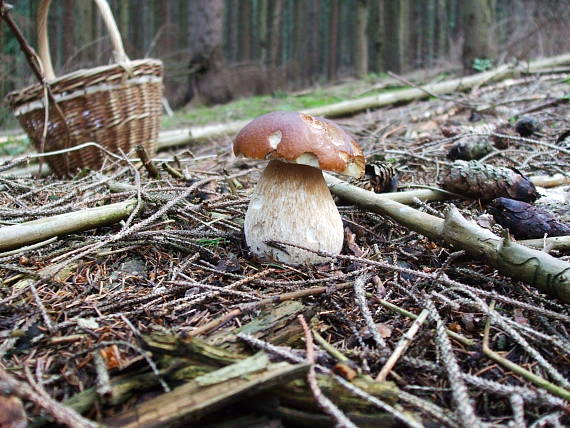 hríb smrekový Boletus edulis Bull.