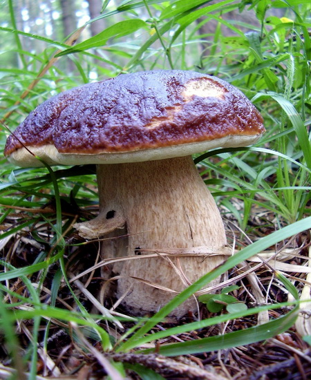 hríb smrekový Boletus edulis Bull.