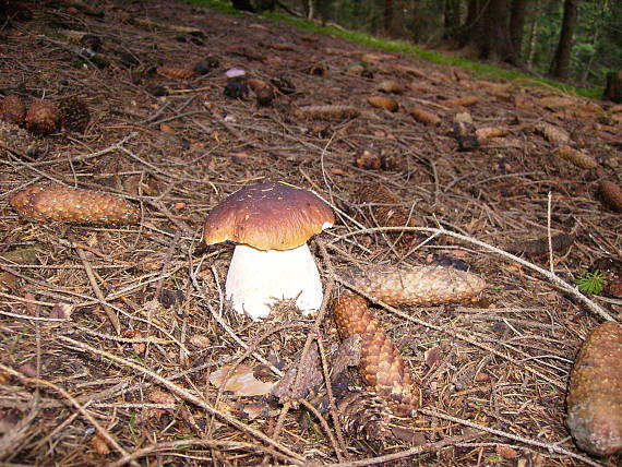 hríb smrekový Boletus edulis Bull.