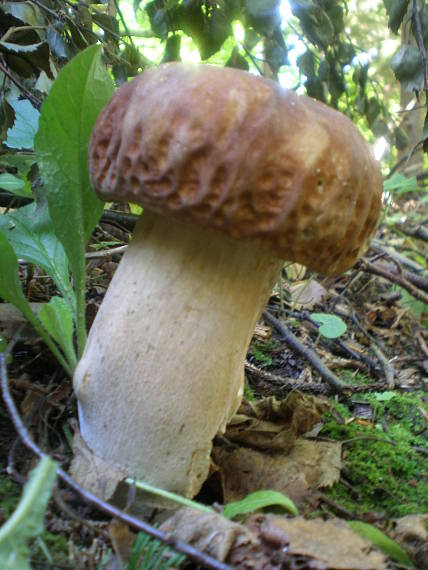 hríb smrekový Boletus edulis Bull.