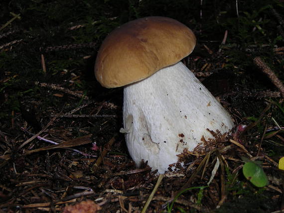 hríb smrekový Boletus edulis Bull.