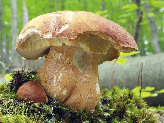 hríb sosnový Boletus pinophilus Pil. et Dermek in Pil.