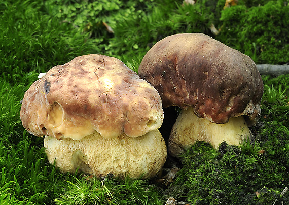 2 X Hríb sosnový Boletus pinophilus Pil. et Dermek in Pil.