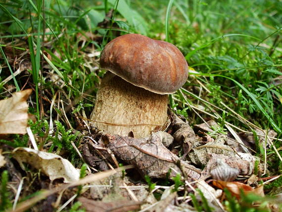 hríb dubový Boletus reticulatus Schaeff.