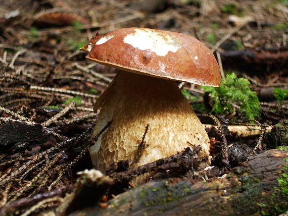 hríb dubový Boletus reticulatus Schaeff.