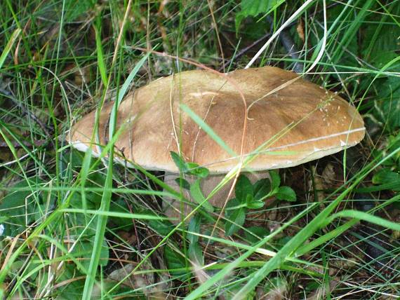 hríb dubový Boletus reticulatus Schaeff.