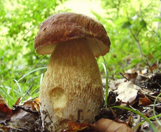 hríb dubový Boletus reticulatus Schaeff.