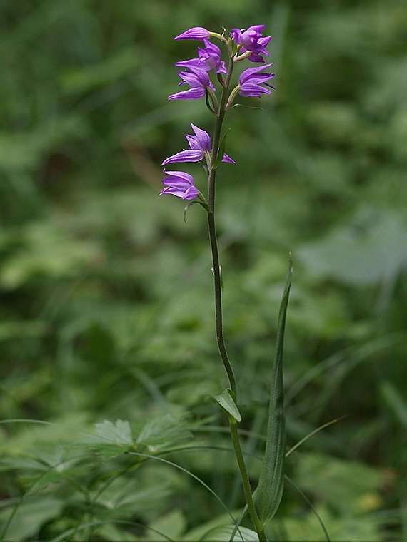 prilbovka červená Cephalanthera rubra (L.) Rich.