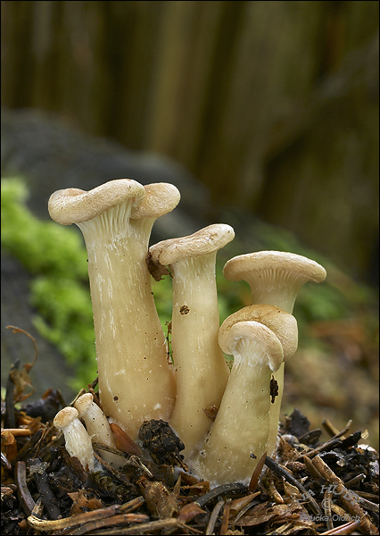 strmuľka lievikovitá Clitocybe gibba (Pers.) P. Kumm.