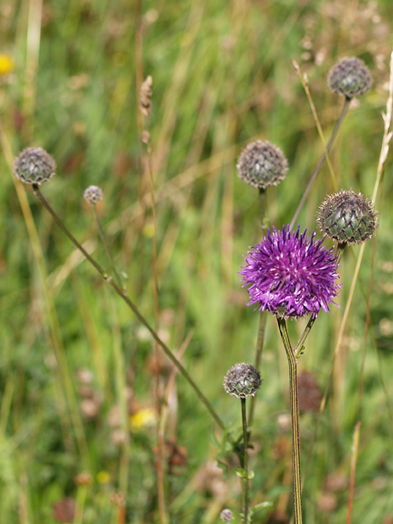 nevädzník hlaváčovitý Colymbada scabiosa (L.) Holub