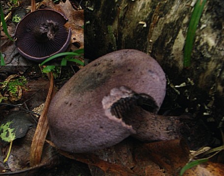 pavučinovec? Cortinarius sp.