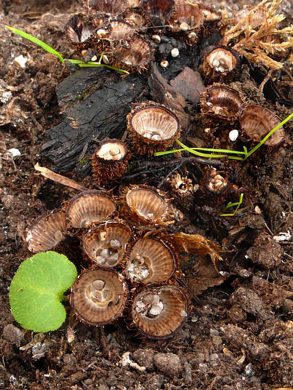 čiaškovec pásikavý Cyathus striatus (Huds.) Willd.