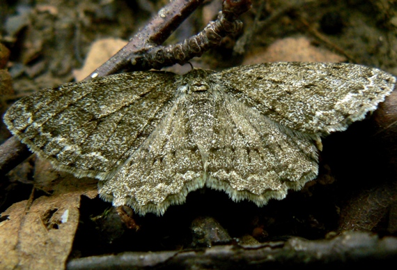 kôrovka orlíčková  Ectropis crepuscularia