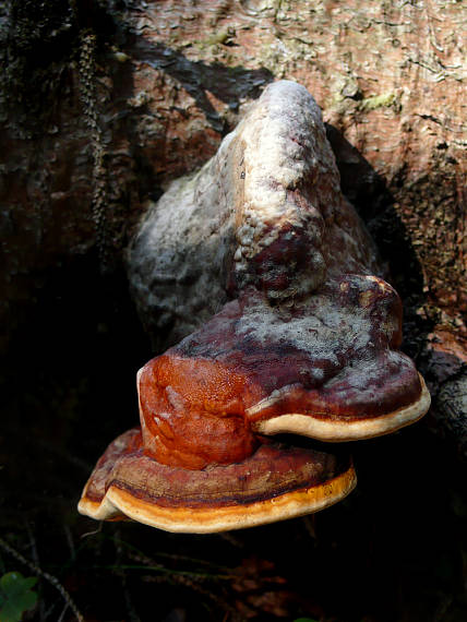 práchnovček pásikavý Fomitopsis pinicola (Sw.) P. Karst.