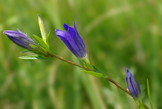 horec plúcny - hořec hořepník Gentiana pneumonanthe L.