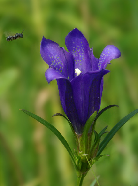 horec plúcny - hořec hořepník Gentiana pneumonanthe L.