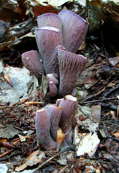 lievikovec kyjakovitý Gomphus clavatus (Pers.) Gray