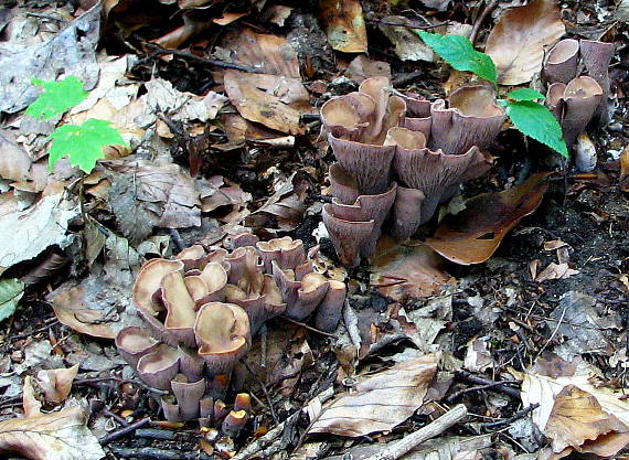 lievikovec kyjakovitý Gomphus clavatus (Pers.) Gray