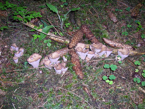 lievikovec medzi šiškami Gomphus clavatus (Pers.) Gray