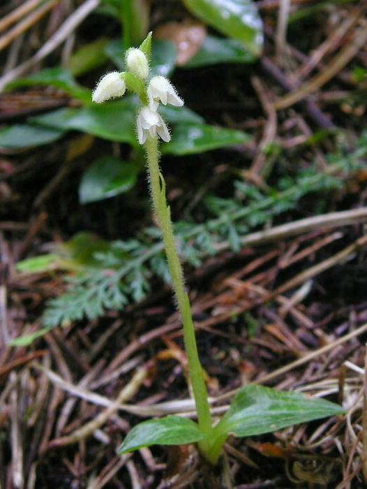 smrečinovec plazivý Goodyera repens (L.) R. Br.