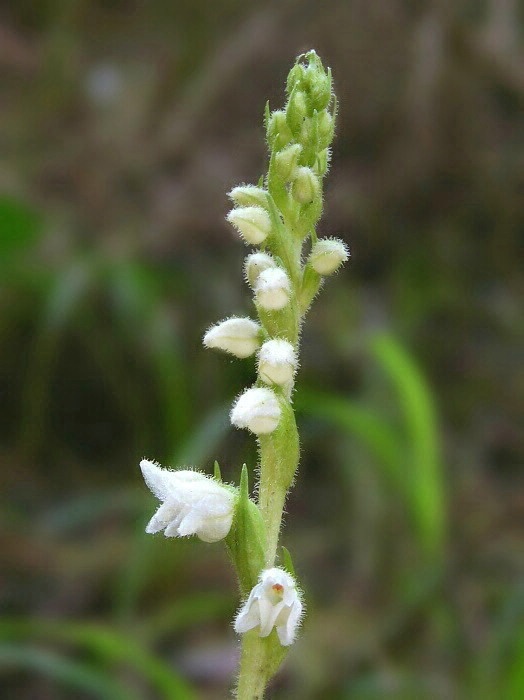 smrečinovec plazivý Goodyera repens (L.) R. Br.