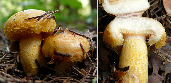 rýdzik rapavý Lactarius scrobiculatus (Scop.) Fr.