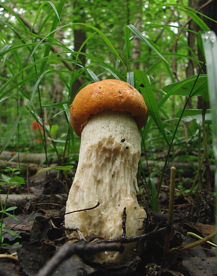 kozák osikový Leccinum albostipitatum den Bakker & Noordel.