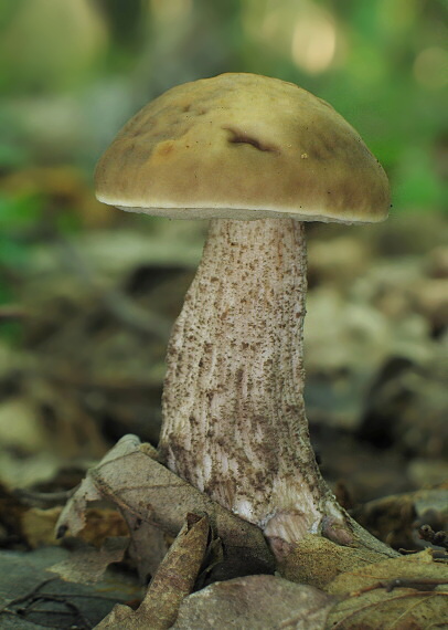 kozák hrabový Leccinum pseudoscabrum (Kallenb.) Šutara