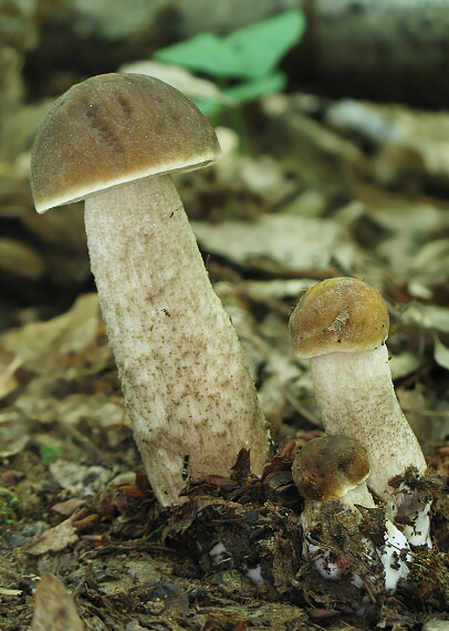 kozák hrabový Leccinum pseudoscabrum (Kallenb.) Šutara