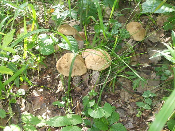 kozák hrabový Leccinum pseudoscabrum (Kallenb.) Šutara