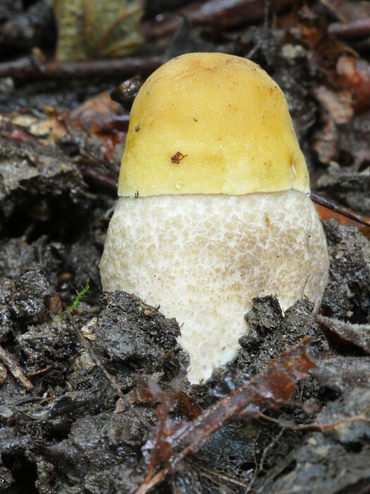 kozák hrabový Leccinum pseudoscabrum (Kallenb.) Šutara