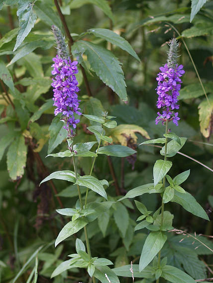 vrbica vŕbolistá Lythrum salicaria L.