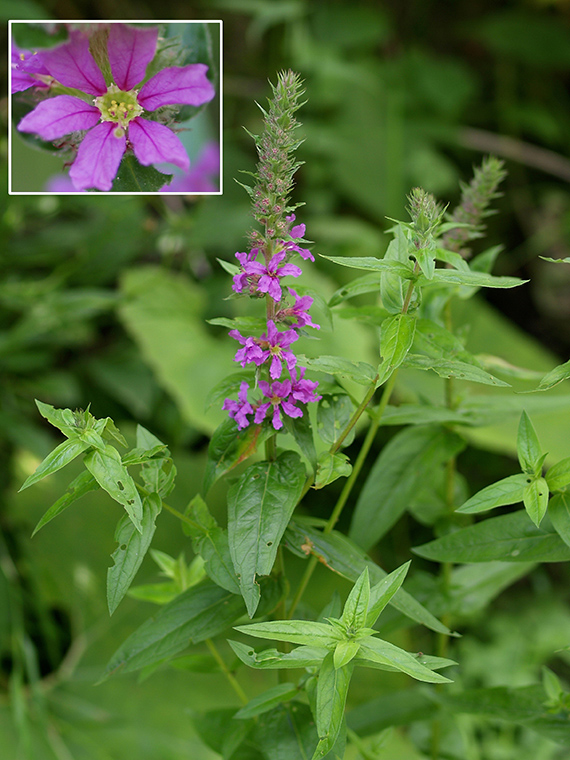 vrbica vŕbolistá Lythrum salicaria L.