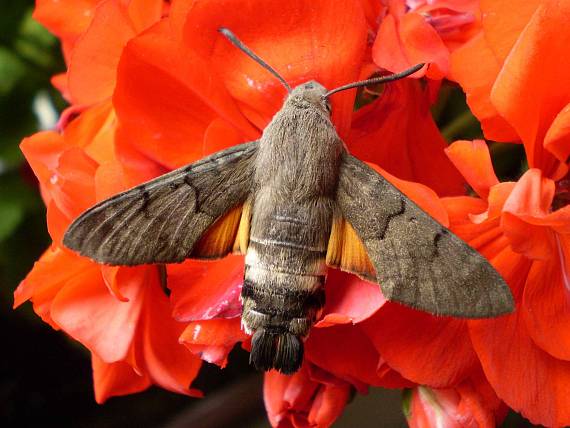 lišaj marinkový Macroglossum stellatarum