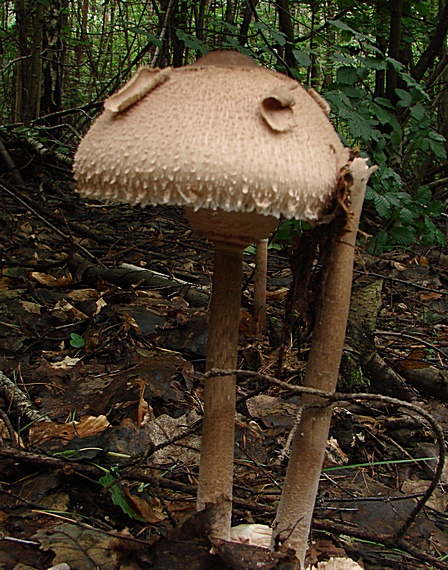 bedľa vysoká Macrolepiota procera (Scop.) Singer