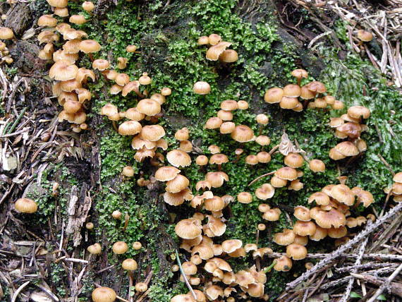 prilbička zefírová ? Mycena zephirus?