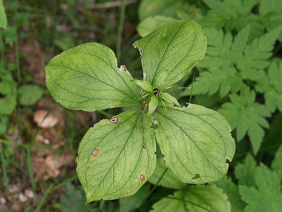 vranovec štvorlistý Paris quadrifolia L.