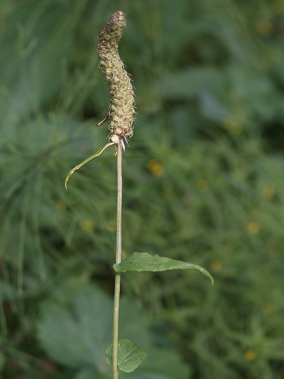 zerva klasnatá Phyteuma spicatum L.