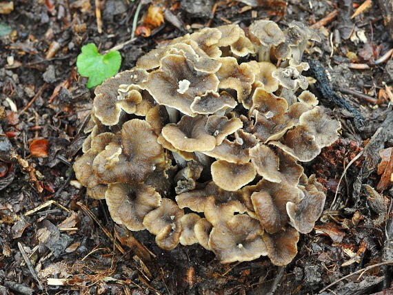 palievik kučeravý Pseudocraterellus undulatus (Pers.) Rauschert